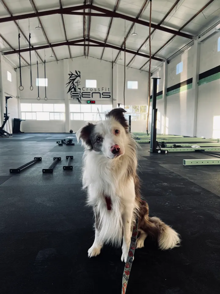 CrossFit SENS — crossfit-studio en Badajoz — 4