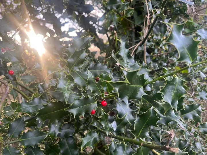 Holly Tree Yoga Collective — yoga-studio in Kingsmead, Bath — 2