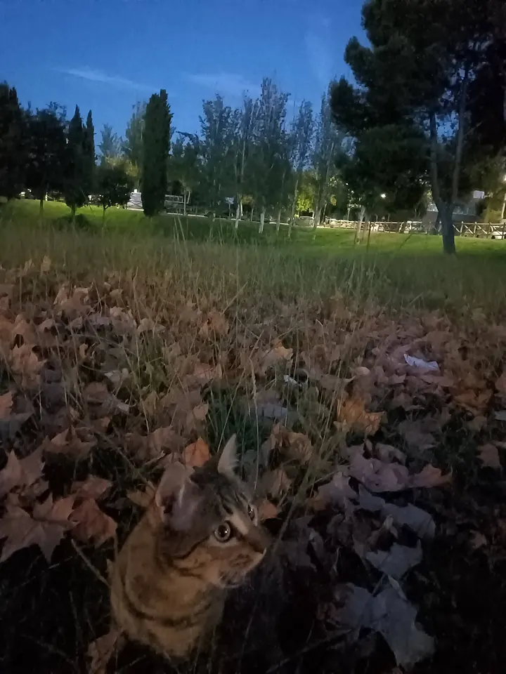 Parque de calistenia — Calisthenics en San José, Zaragoza