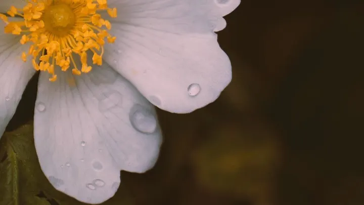 Ömsa Samtalsterapi & Coaching — meditation-studio i Fågelbacken, Malmö