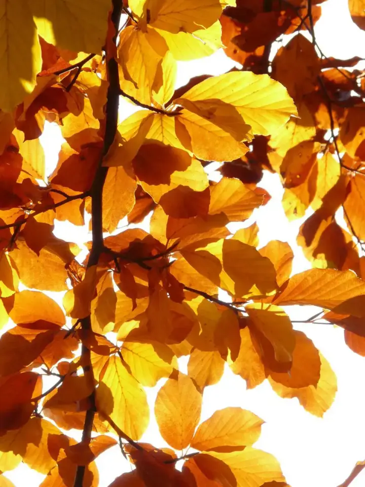 Centrum voor Mindful Leven — meditatie-studio in Heilig Landstichting — 5