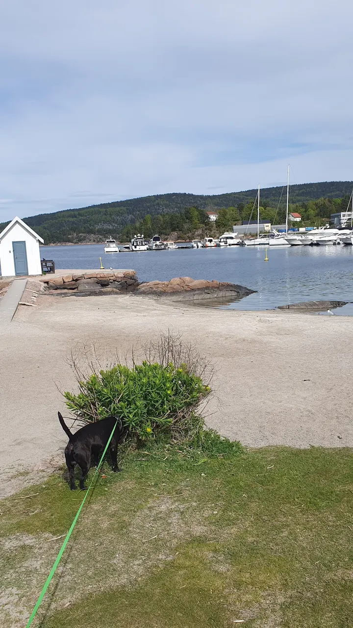 Britt Alice J-M Evensen - Bas Yoga — yoga-studio i Bjørndalen, Sætre — 2