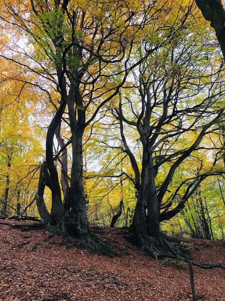 Yoga med Pernille Kongstad — yoga-studio i Virum — 4