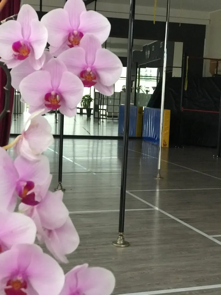 Vertical Academy Verona — pole dance-studio a Sud-Ovest, Verona — 2