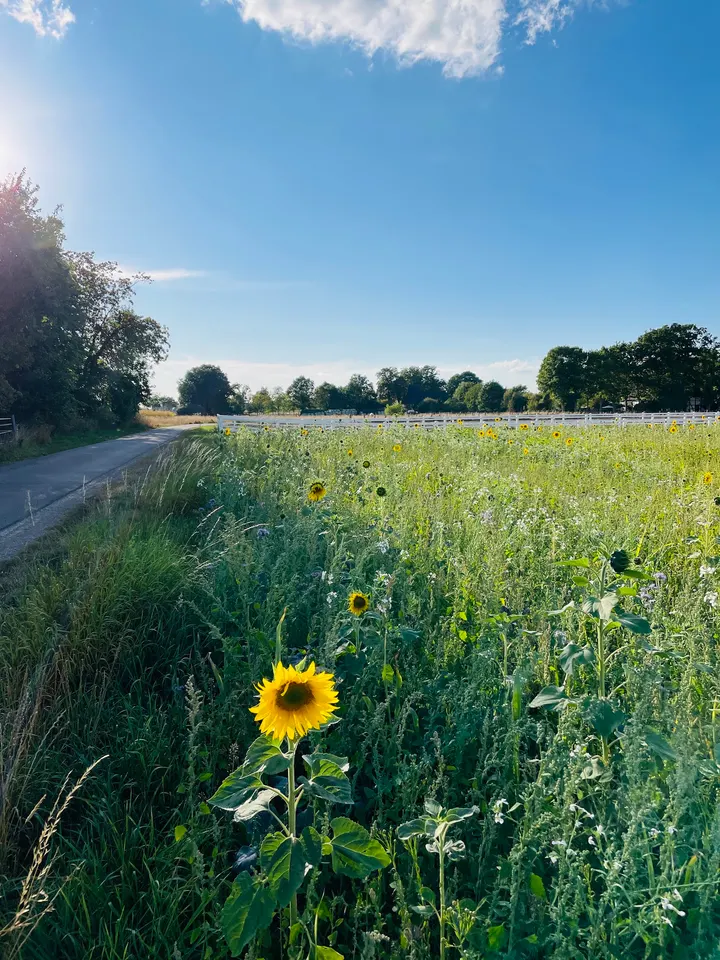 Yoga Matsya — yoga-studio in Sande, Paderborn — 3