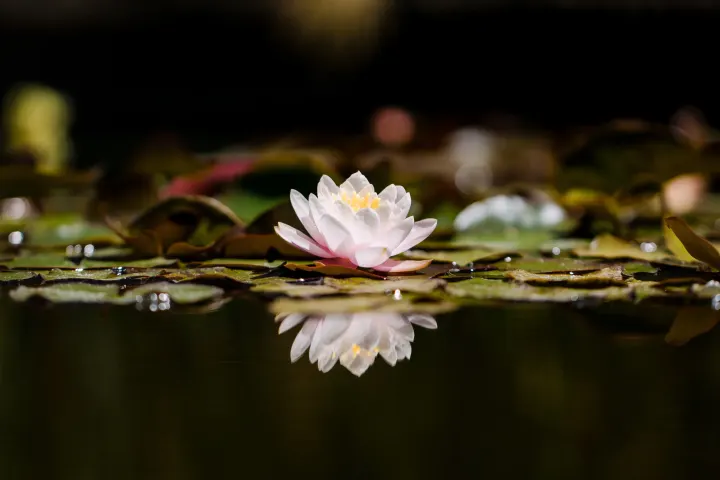 Your Meditative Life Academy — meditation-studio in Potsdam — 6