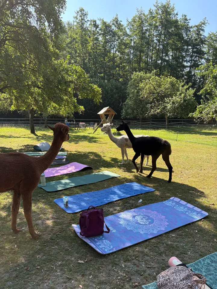 Viramana Yoga und Meditation — Yoga in Resse, Gelsenkirchen