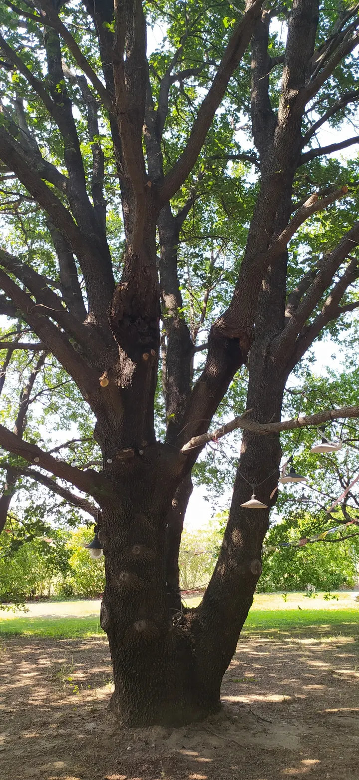 le Domaine du Qi Gong — méditation-studio à Saleilles — 3