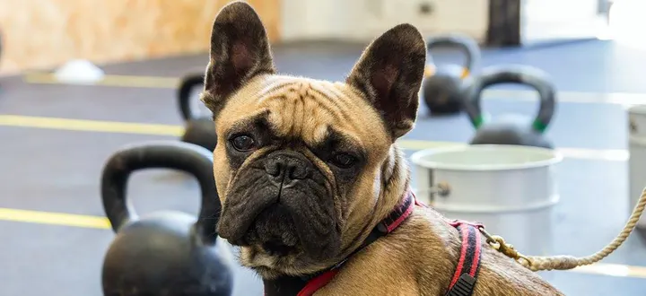 CrossFit Fano — crossfit-studio a Ponte Metauro — 3