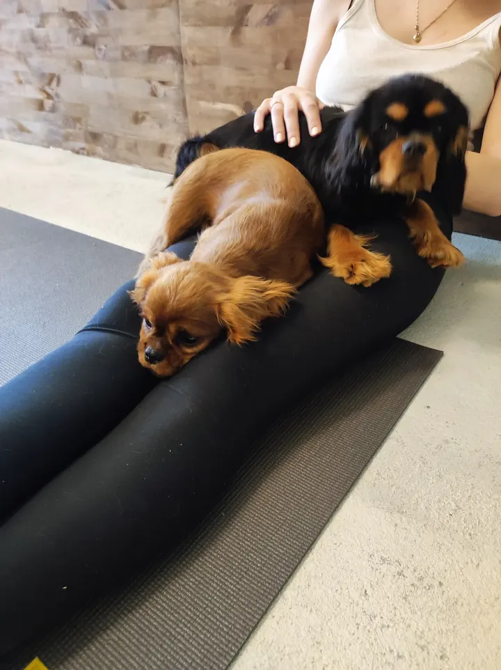 Puppies Yoga Lyon — yoga-studio à Lyon 8e Arrondissement, Lyon — 3