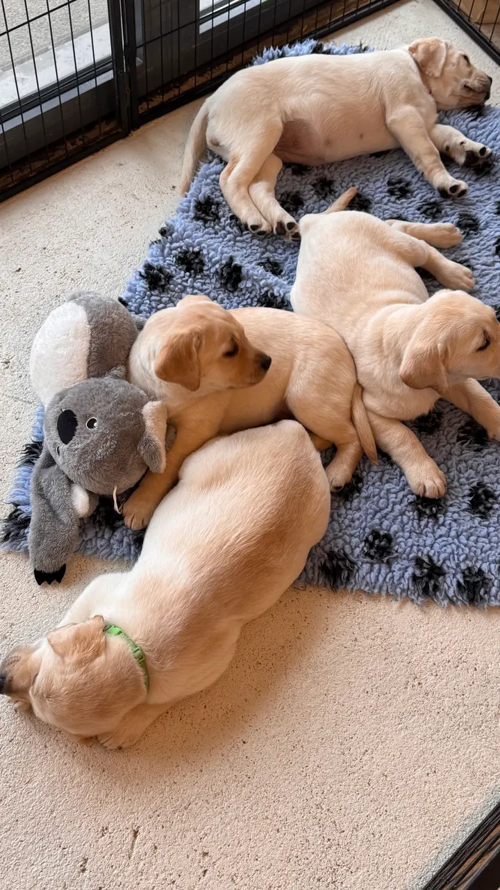 Puppies Yoga Lyon — yoga-studio à Lyon — 3