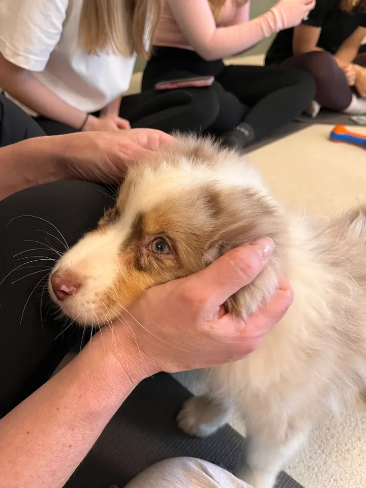 Puppies Yoga Lyon — yoga-studio à Lyon — 5