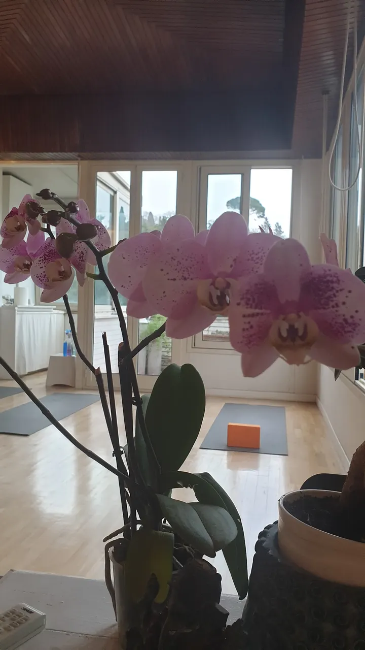 Yoga Suite Centro — yoga-studio a Roma — 3