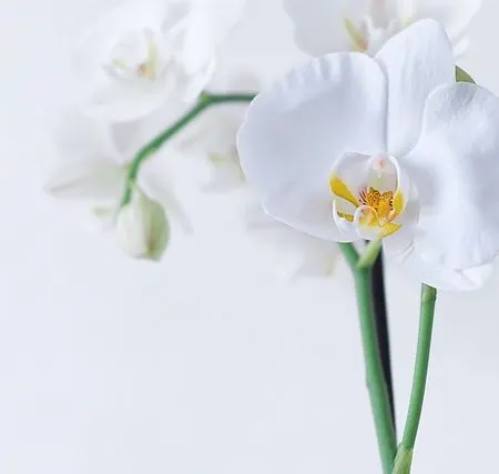 Sri Chinmoy Centre — meditasjon-studio i Frogner, Oslo — 2
