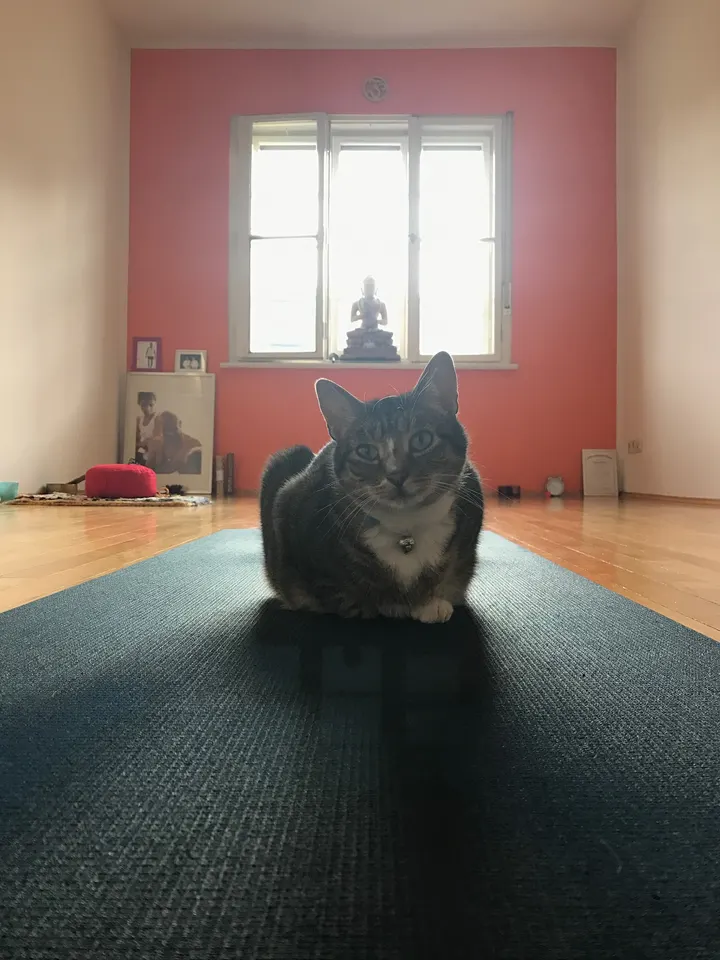 Ashtanga Yoga München | Bettina Anner — Yoga in Schwabing-West, München