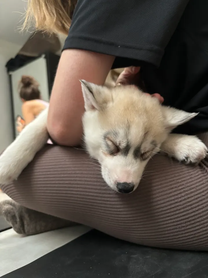 Puppy Yoga Love — yoga-studio à Paris 14e Arrondissement, Paris — 2