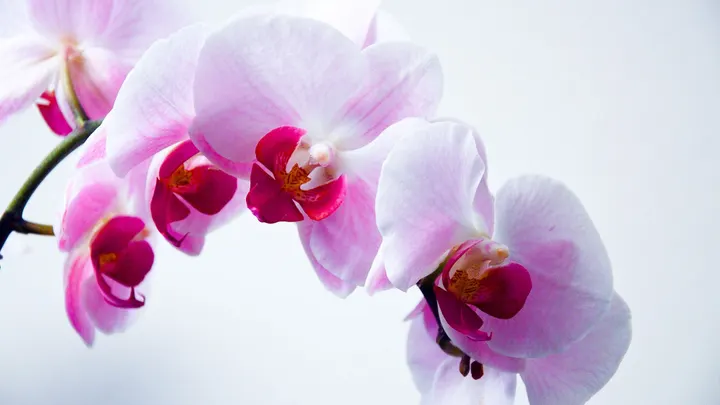 Yoga Weert — yoga-studio in Weert — 3