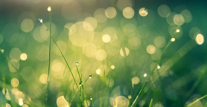 Garden of Feathers — breathwork-studio i Staffanstorp, Malmö