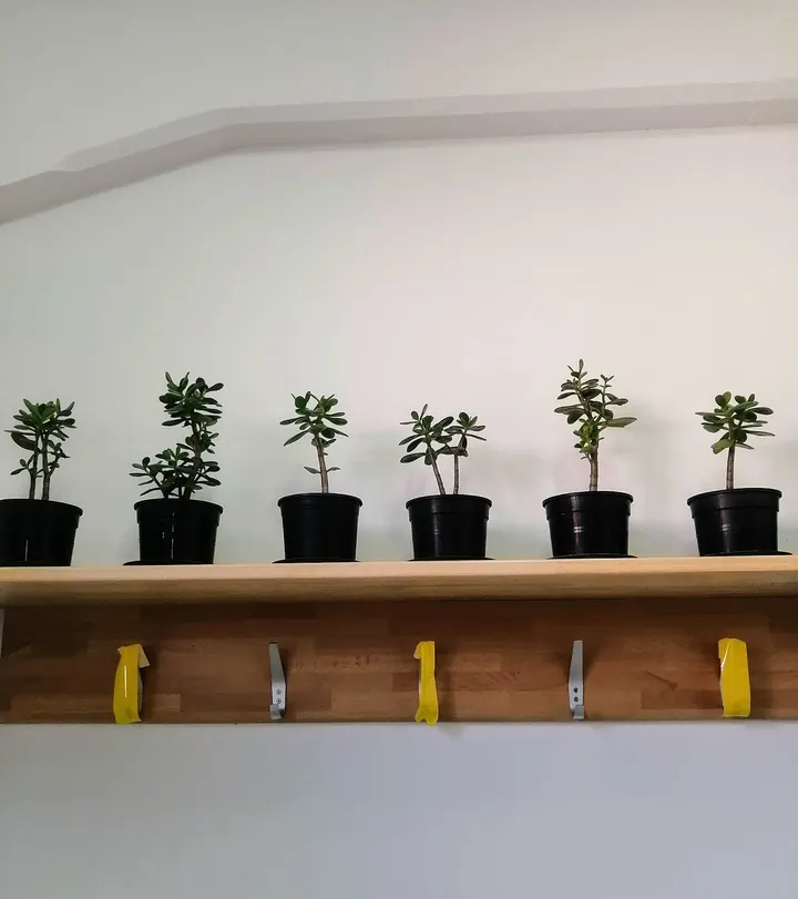 A.S.I.A. dojo Modena — arti marziali-studio a Modena — 5