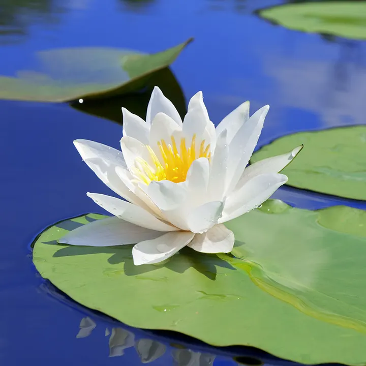 Yoga & Communication — yoga-studio in Hillegersberg-Schiebroek, Rotterdam — 3