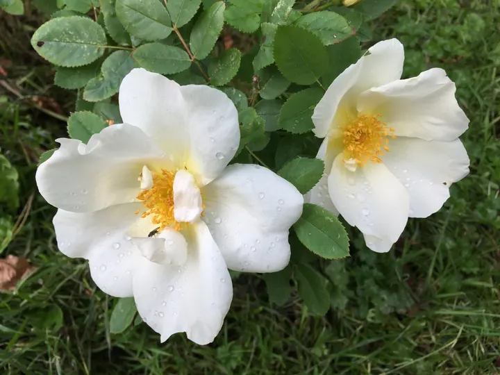 Mindfulness Meditation Til Børn og Unge v/Lone Ross Nylandsted — Meditation i Charlottenlund