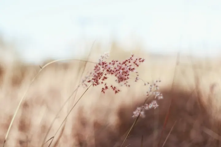 Wisdomyoga Finland — Jooga – Lintuvaara, Espoo