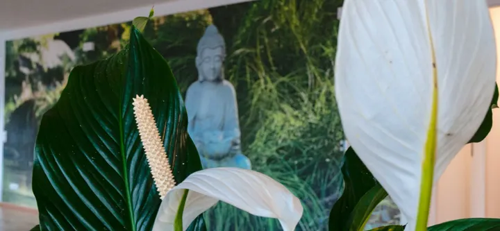 Yoga & Hypnose Zentrum Schopfheim, Lebensfreude eG — Yoga in Schopfheim