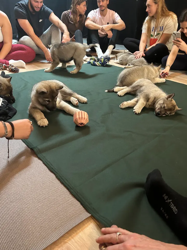 Puppy Yoga Bordeaux — yoga-studio à Bordeaux Centre, Bordeaux — 2