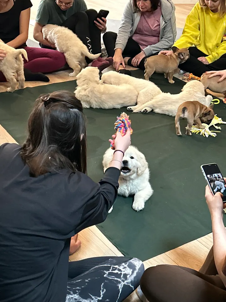 Puppy Yoga Bordeaux — yoga-studio à Bordeaux Centre, Bordeaux — 3