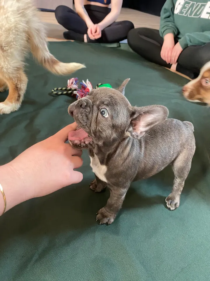 Puppy Yoga Bordeaux — yoga-studio à Bordeaux — 4