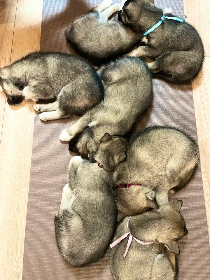 Puppy Yoga Bordeaux — yoga-studio à Bordeaux — 5