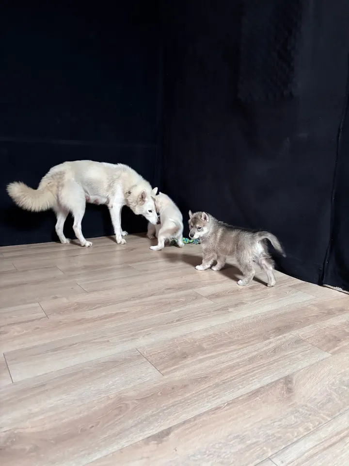 Puppy Yoga Bordeaux — Yoga à Bordeaux Centre, Bordeaux