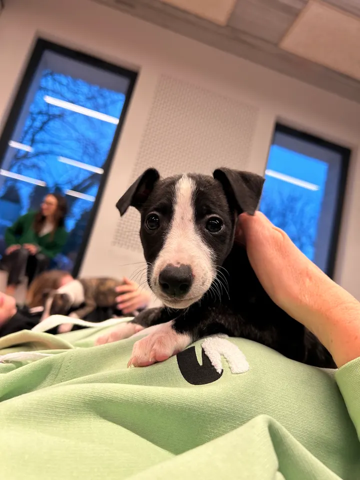 Puppy Yoga Lille — yoga-studio à Lompret — 3