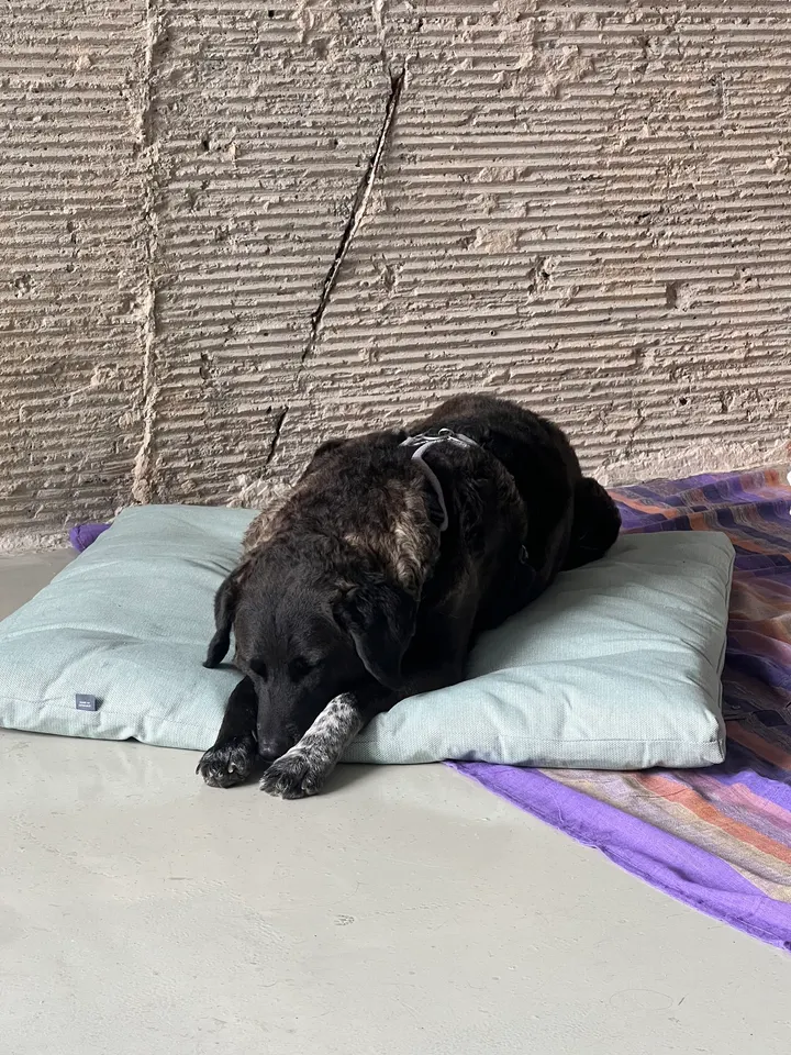 ANICCA Shiatsu & Art Space — yoga-studio in Berlin — 5