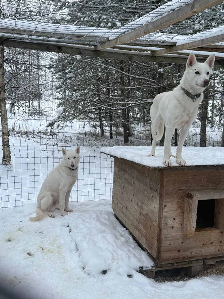 Husky & Yoga Nature — jooga-studio – Rovaniemi — 2