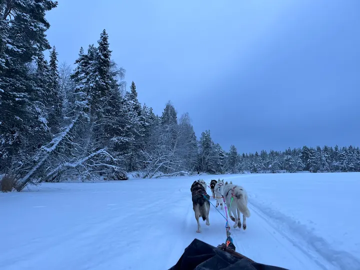 Husky & Yoga Nature — jooga-studio – Rovaniemi — 3