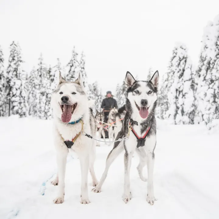 Husky & Yoga Nature — Jooga – Rovaniemi