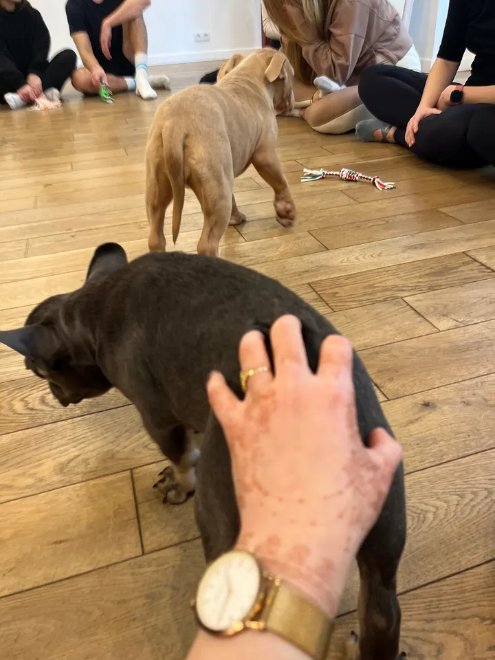 Pawsitive Yoga — yoga-studio à Paris 11e Arrondissement, Paris — 3