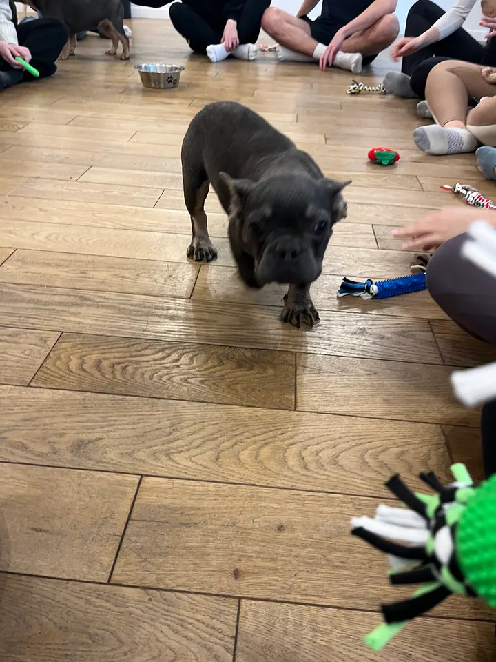 Pawsitive Yoga — yoga-studio à Paris — 3
