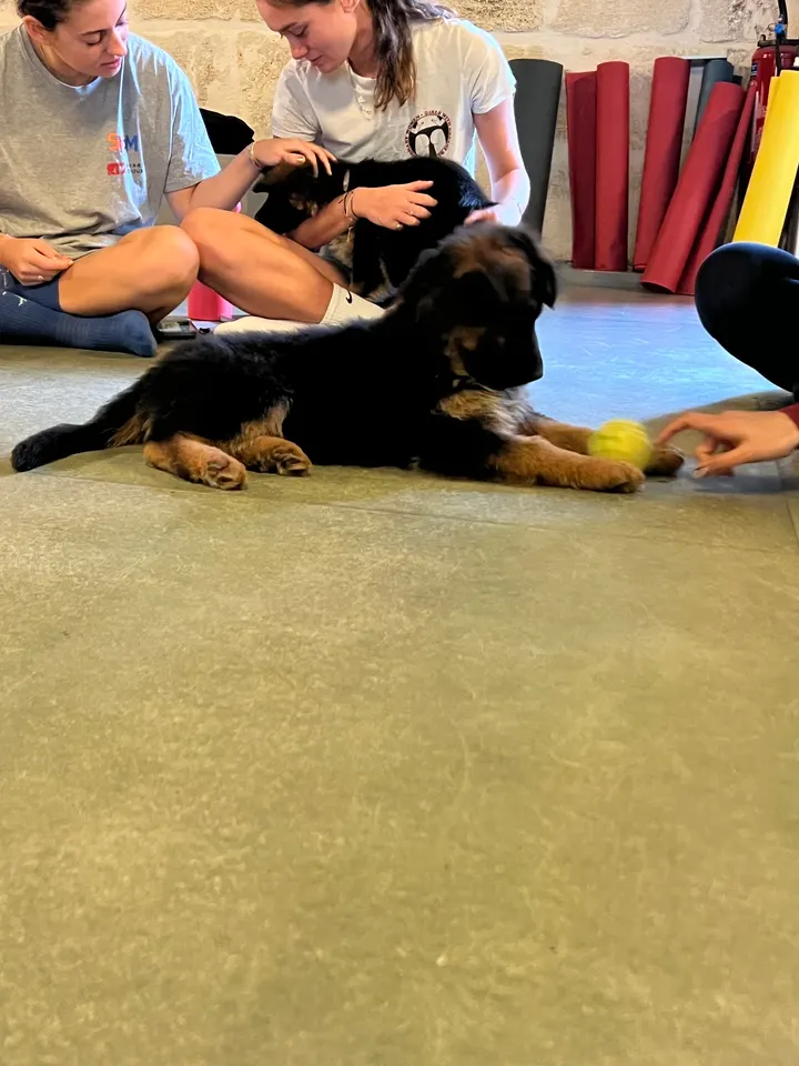 Pawsitive Yoga — yoga-studio à Paris — 5
