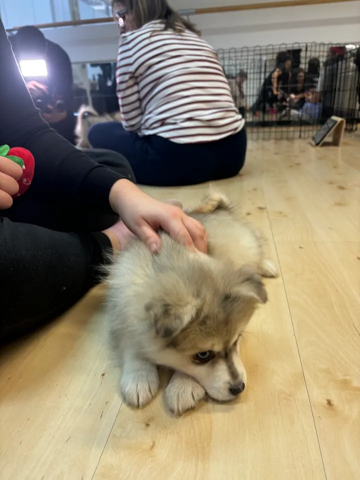 Pawsitive Yoga — Yoga à Paris 11e Arrondissement, Paris