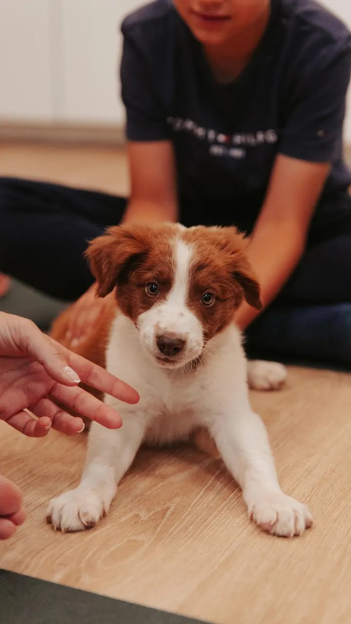 Puppy With Yoga — yoga-studio à Grenoble — 3