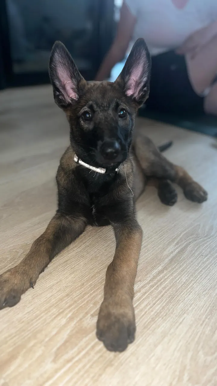 Puppy With Yoga — yoga-studio à Grenoble — 5