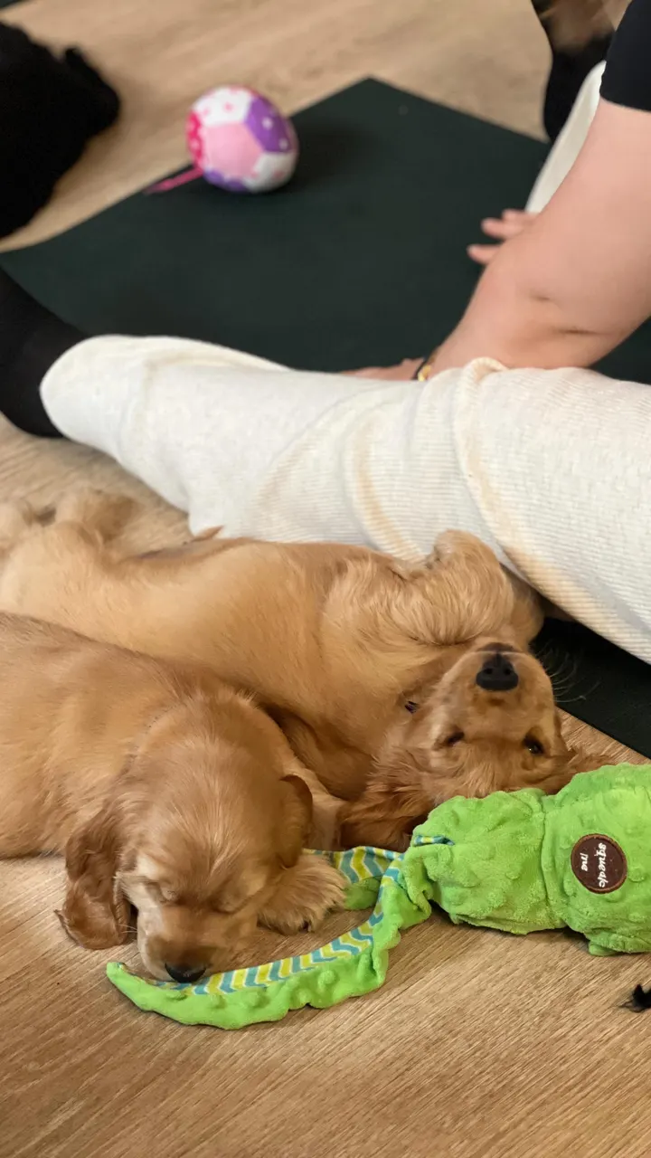 Puppy With Yoga — yoga-studio à Grenoble — 6