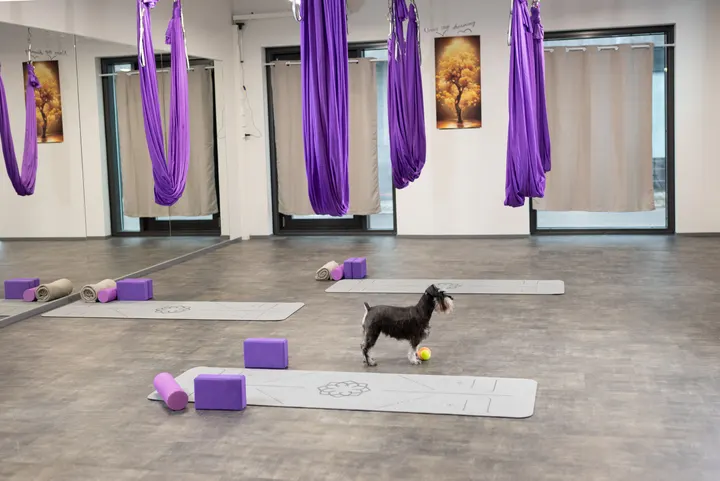 Flowel yoga — jooga-studio – Helsinki — 4