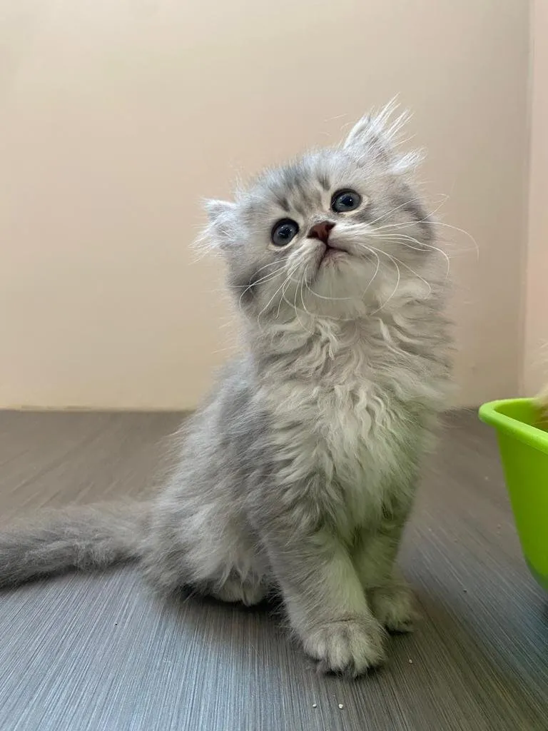Kitty Yoga London — yoga-studio in Loughborough — 3