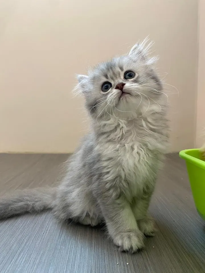 Kitty Yoga London — yoga-studio in Loughborough — 3