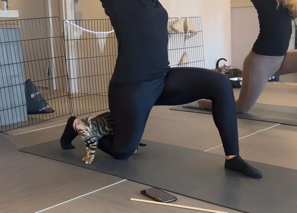 Kitty Yoga London — yoga-studio in Loughborough — 3
