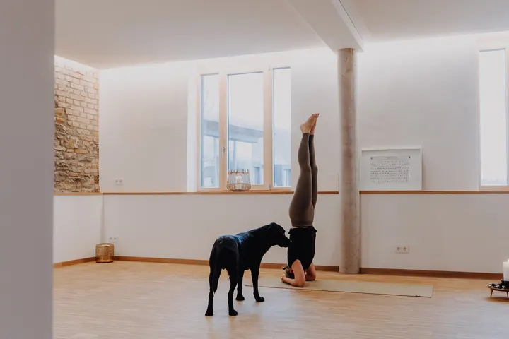 ALOHA Ashtanga — yoga-studio in Würzburg — 6