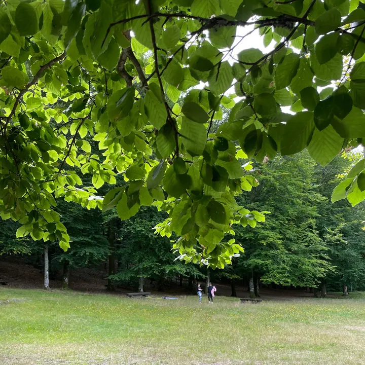 Yoga Purusha Lucyna Scigajlo — Yoga i Nanset, Larvik